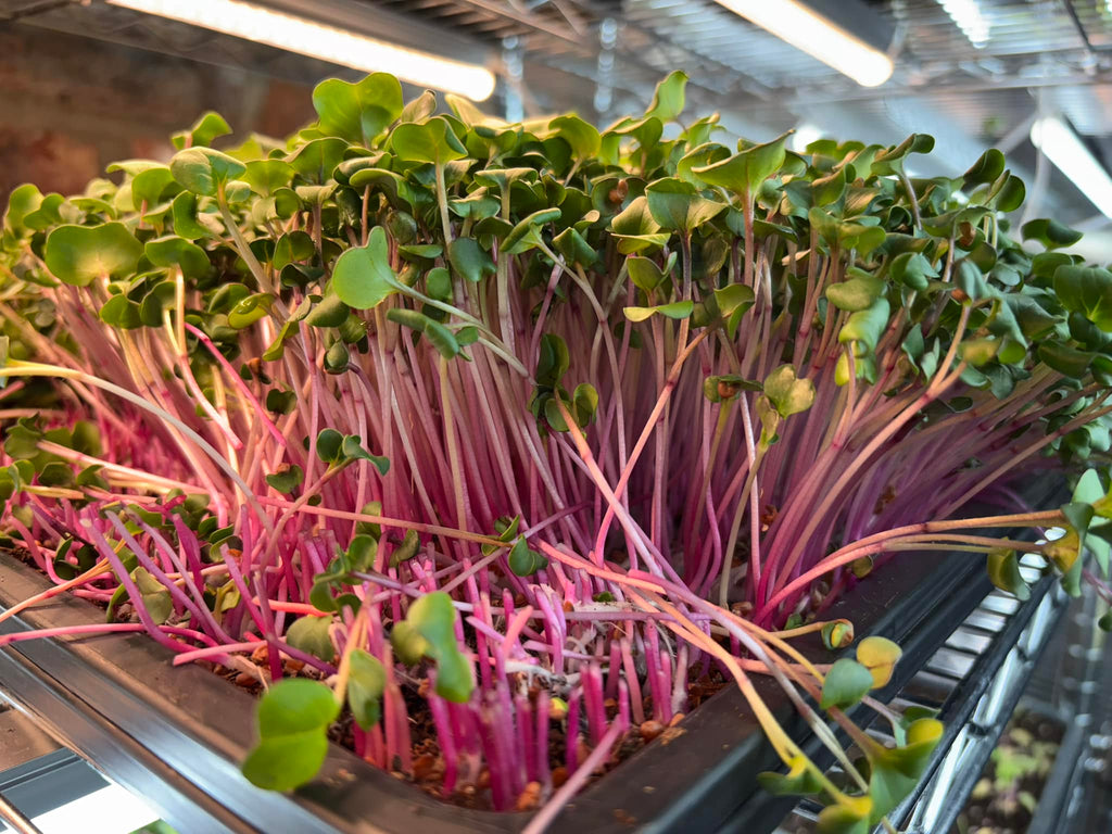 Daikon radish microgreens