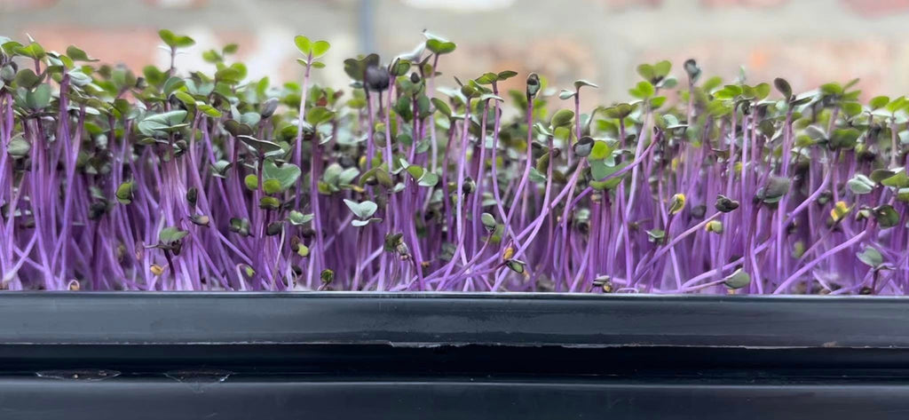 kohlrabi microgreens