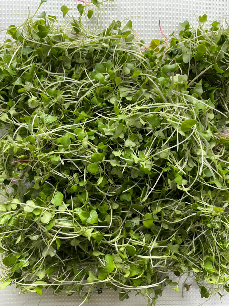 Broccoli Microgreens