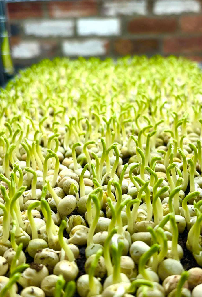 Pea shoots microgreens