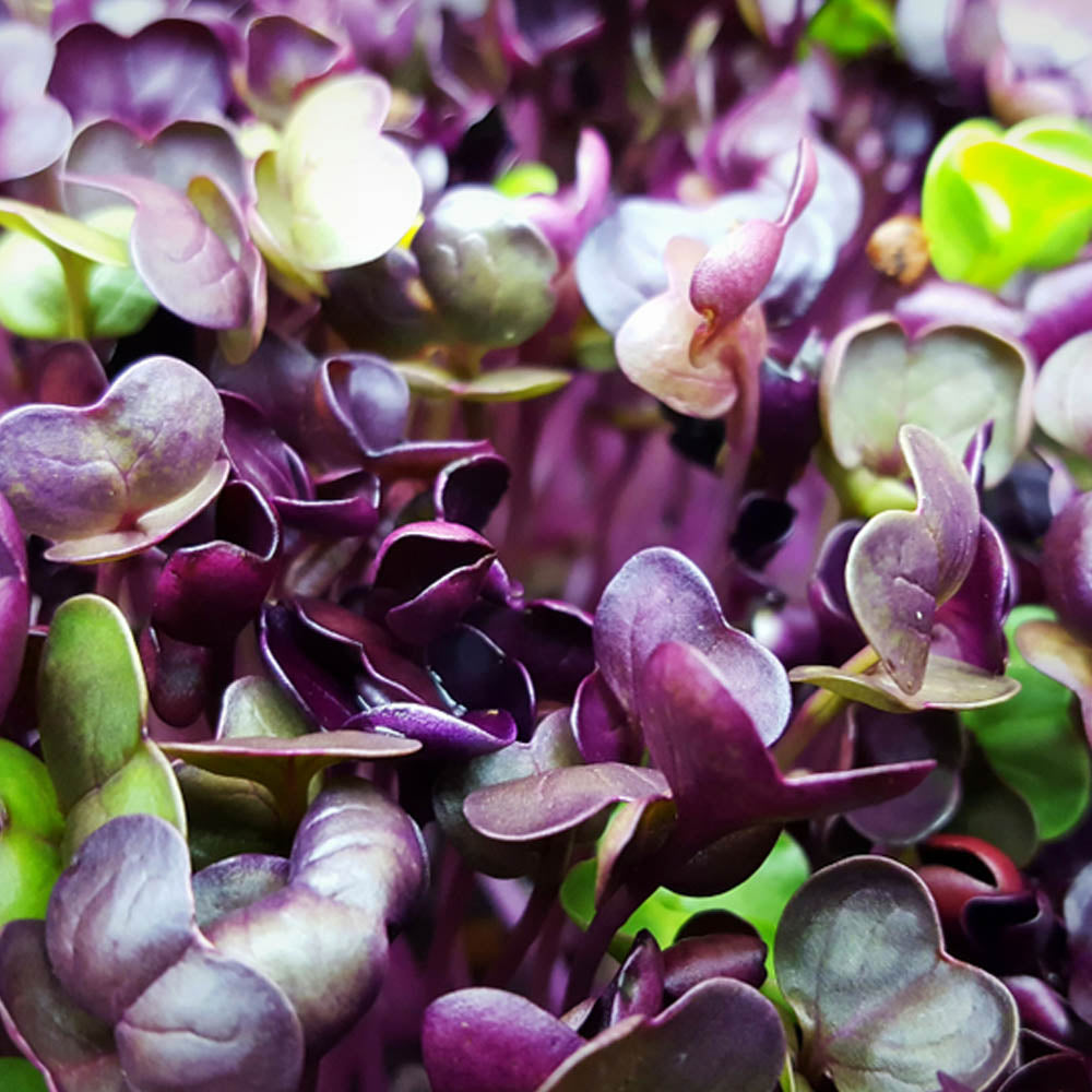 Microgreens